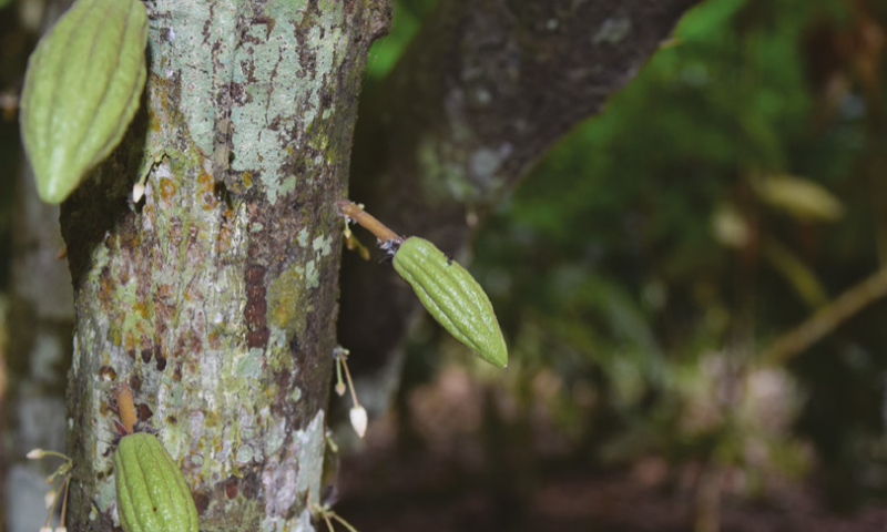 une-premiere-dans-le-monde-lue-nimportera-plus-de-produits-issus-de-la-deforestation