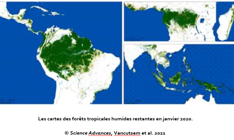 chaque-seconde-lequivalent-dun-terrain-de-foot-de-foret-tropicale-humide-disparait