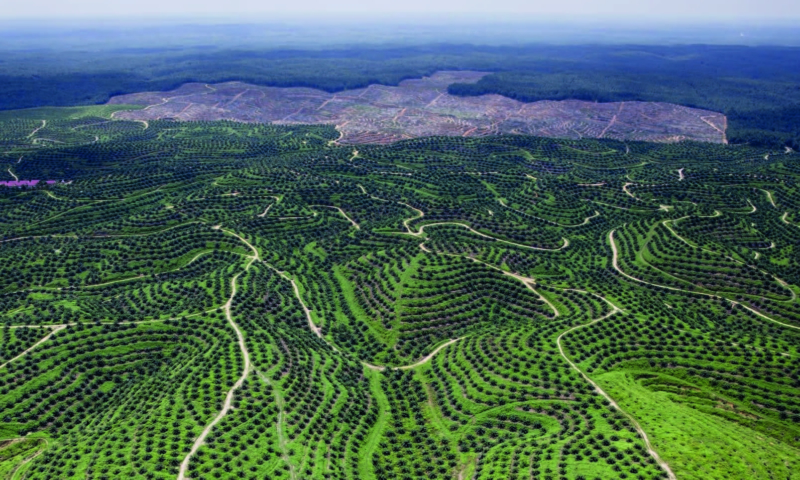 le-role-de-lunion-europeenne-dans-la-lutte-contre-la-deforestation-importee