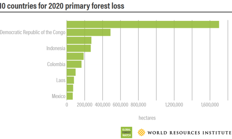 forest-pulse-les-dernieres-nouvelles-sur-les-forets-du-monde