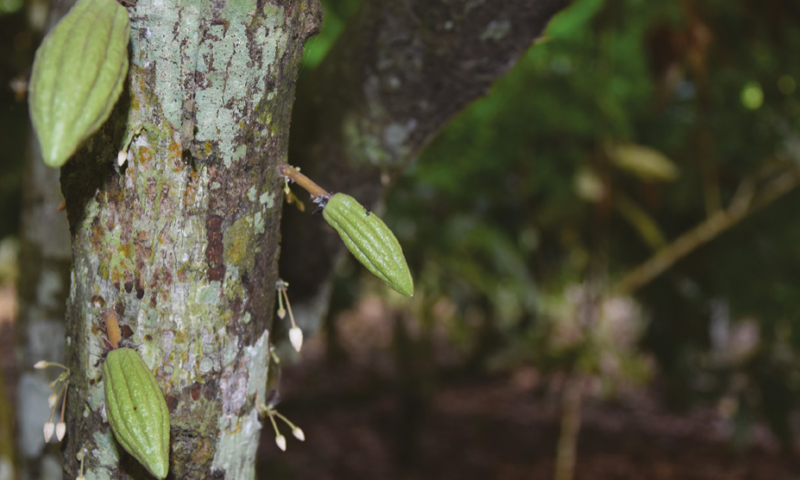 rapport-detude-sur-la-deforestation-importee-et-la-certification-dans-la-filiere-cacao