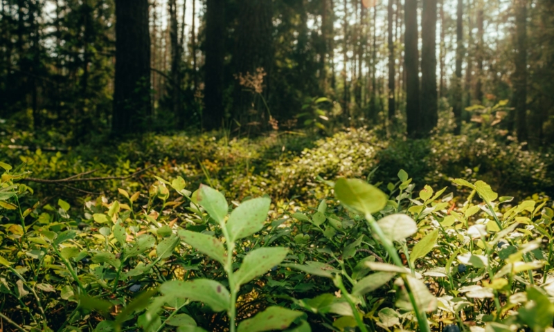 colloque-forets-et-societes-dialogues-interdisciplinaires